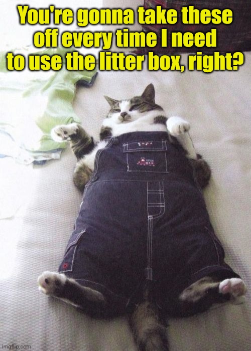 Fat Cat Meme | You're gonna take these off every time I need to use the litter box, right? | image tagged in memes,fat cat | made w/ Imgflip meme maker