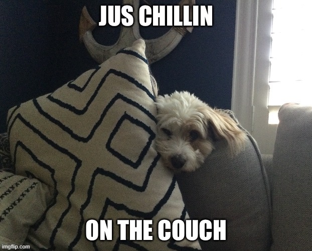 disclaimer: friend sent this to me not my dog | made w/ Imgflip meme maker