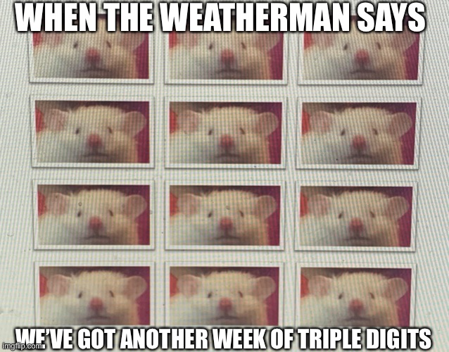 High temperatures | WHEN THE WEATHERMAN SAYS; WE’VE GOT ANOTHER WEEK OF TRIPLE DIGITS | image tagged in hamster | made w/ Imgflip meme maker