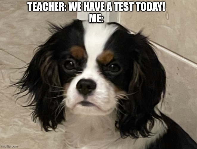 Confused Dog | TEACHER: WE HAVE A TEST TODAY!
ME: | image tagged in confused dog | made w/ Imgflip meme maker