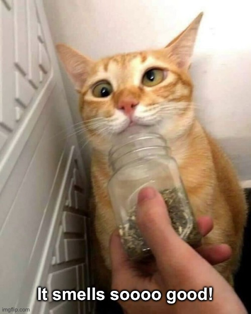 Catnip! | It smells soooo good! | image tagged in funny memes,funny cat memes,catnip | made w/ Imgflip meme maker