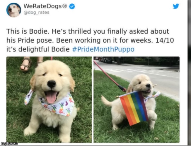 The ??homophobic dog | made w/ Imgflip meme maker