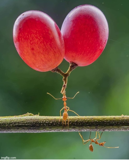 Ant with grapes. Photo by: @dzulfikri72 | image tagged in ants,grapes,awesome,insects,beautiful,photography | made w/ Imgflip meme maker