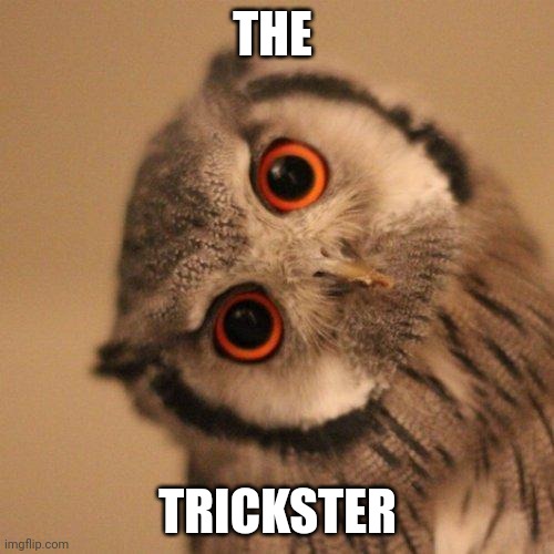 inquisitve owl | THE TRICKSTER | image tagged in inquisitve owl | made w/ Imgflip meme maker