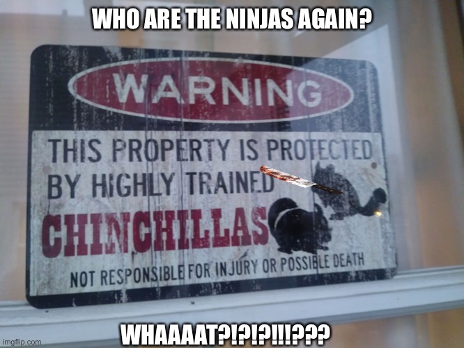 Chinchilla ninjas | WHO ARE THE NINJAS AGAIN? WHAAAAT?!?!?!!!??? | image tagged in chinchilla ninjas | made w/ Imgflip meme maker