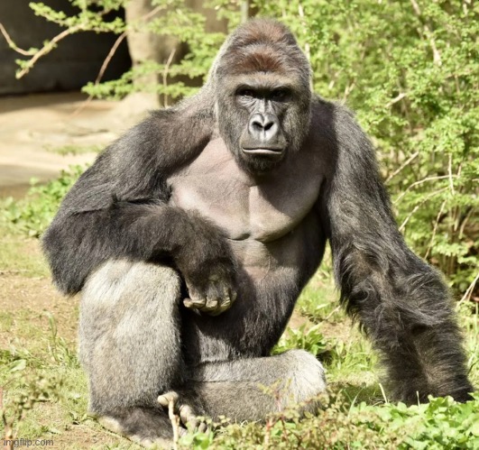 Who still remembers our king? | image tagged in harambe | made w/ Imgflip meme maker