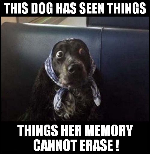 A Shocked Dog ! | THIS DOG HAS SEEN THINGS; THINGS HER MEMORY
 CANNOT ERASE ! | image tagged in dogs,seen things,shocking | made w/ Imgflip meme maker