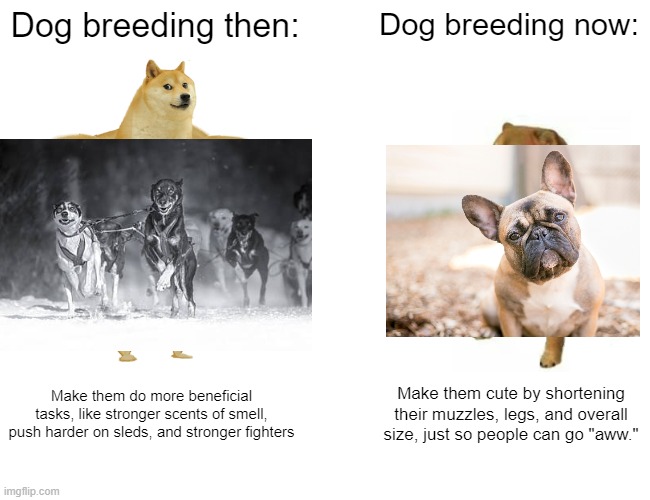 Referring to purebred dogs | Dog breeding then:; Dog breeding now:; Make them do more beneficial tasks, like stronger scents of smell, push harder on sleds, and stronger fighters; Make them cute by shortening their muzzles, legs, and overall size, just so people can go "aww." | image tagged in memes,buff doge vs cheems,inbred,dogs,why | made w/ Imgflip meme maker