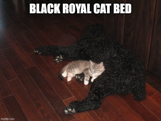 my new cat bed | BLACK ROYAL CAT BED | image tagged in my new cat bed | made w/ Imgflip meme maker