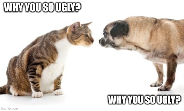 Cat vs dog | WHY YOU SO UGLY? WHY YOU SO UGLY? | image tagged in dog and cat,cat,dog | made w/ Imgflip meme maker