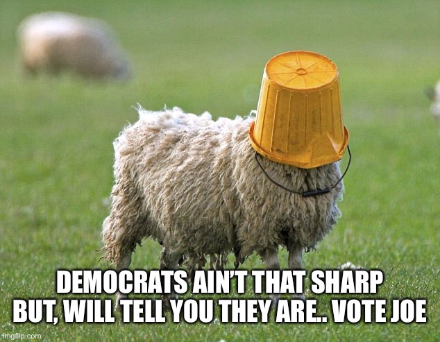 stupid sheep | DEMOCRATS AIN’T THAT SHARP
BUT, WILL TELL YOU THEY ARE.. VOTE JOE | image tagged in stupid sheep | made w/ Imgflip meme maker