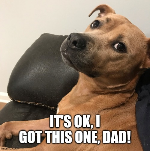 Expressive Dog | IT'S OK, I GOT THIS ONE, DAD! | image tagged in expressive dog | made w/ Imgflip meme maker