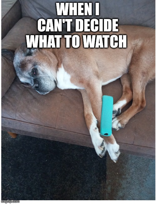 This is actually My dog |  WHEN I CAN'T DECIDE WHAT TO WATCH | image tagged in blank white template,dog,dogs,doggo | made w/ Imgflip meme maker