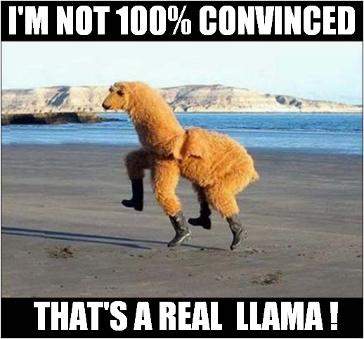 A Dancing Llama On The Beach ! | I'M NOT 100% CONVINCED; THAT'S A REAL  LLAMA ! | image tagged in fun,llama,dancing,beach | made w/ Imgflip meme maker