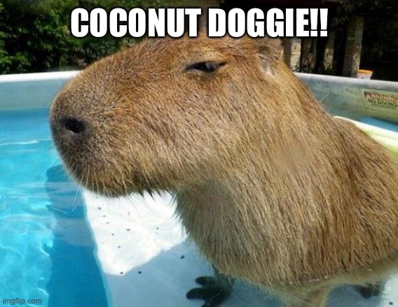 Side Eye Capybara | COCONUT DOGGIE!! | image tagged in side eye capybara | made w/ Imgflip meme maker