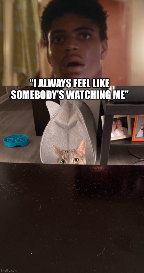 I Always Feel Like Somebody’s Watching Me Cat | “I ALWAYS FEEL LIKE SOMEBODY’S WATCHING ME” | image tagged in cat,music meme,rockwell,staring eyes,i always feel like somebodys watching me | made w/ Imgflip meme maker