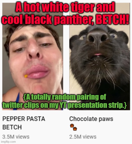 eat your pasta, betch | A hot white tiger and cool black panther, BETCH! {A totally random pairing of twitter clips on my YT presentation strip.} | image tagged in pasta betch guy,it's pasta betch,itsqcp | made w/ Imgflip meme maker
