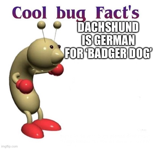 Cool Bug Facts | DACHSHUND IS GERMAN FOR ‘BADGER DOG’ | image tagged in cool bug facts | made w/ Imgflip meme maker