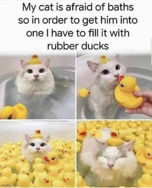 image tagged in funny memes | made w/ Imgflip meme maker