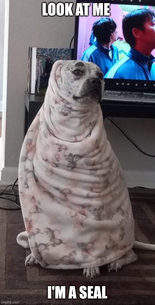 LOOKS COZY | LOOK AT ME; I'M A SEAL | image tagged in dogs,cute dogs,dog | made w/ Imgflip meme maker
