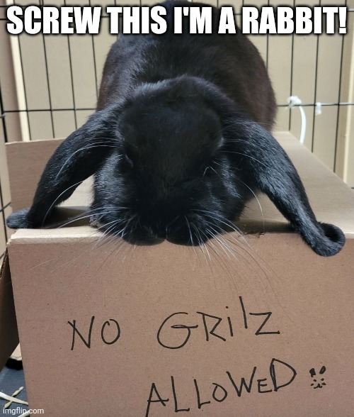 HE WANTS A GF | SCREW THIS I'M A RABBIT! | image tagged in bunnies,rabbits,rabbit | made w/ Imgflip meme maker