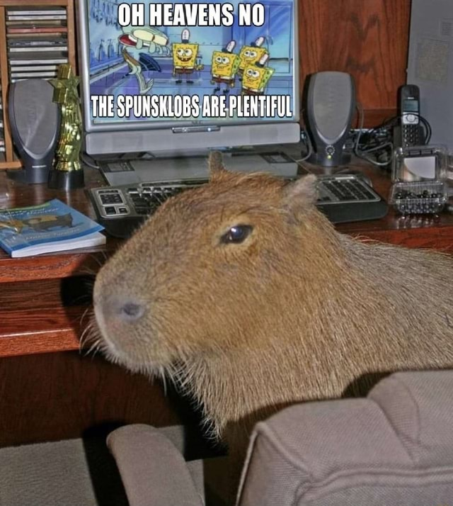 capybara watching spunsklobs Blank Meme Template