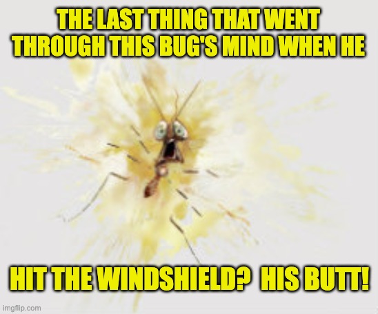 Splat | THE LAST THING THAT WENT THROUGH THIS BUG'S MIND WHEN HE; HIT THE WINDSHIELD?  HIS BUTT! | image tagged in dad joke | made w/ Imgflip meme maker