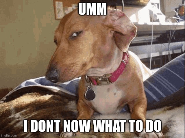 sus dog smiling | UMM I DONT NOW WHAT TO DO | image tagged in sus dog smiling | made w/ Imgflip meme maker