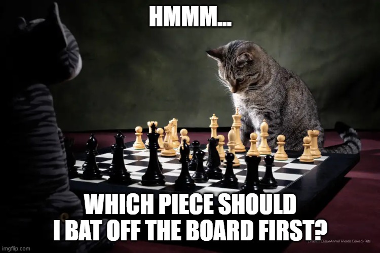 cat playing chess | HMMM... WHICH PIECE SHOULD I BAT OFF THE BOARD FIRST? | image tagged in cat,chess | made w/ Imgflip meme maker