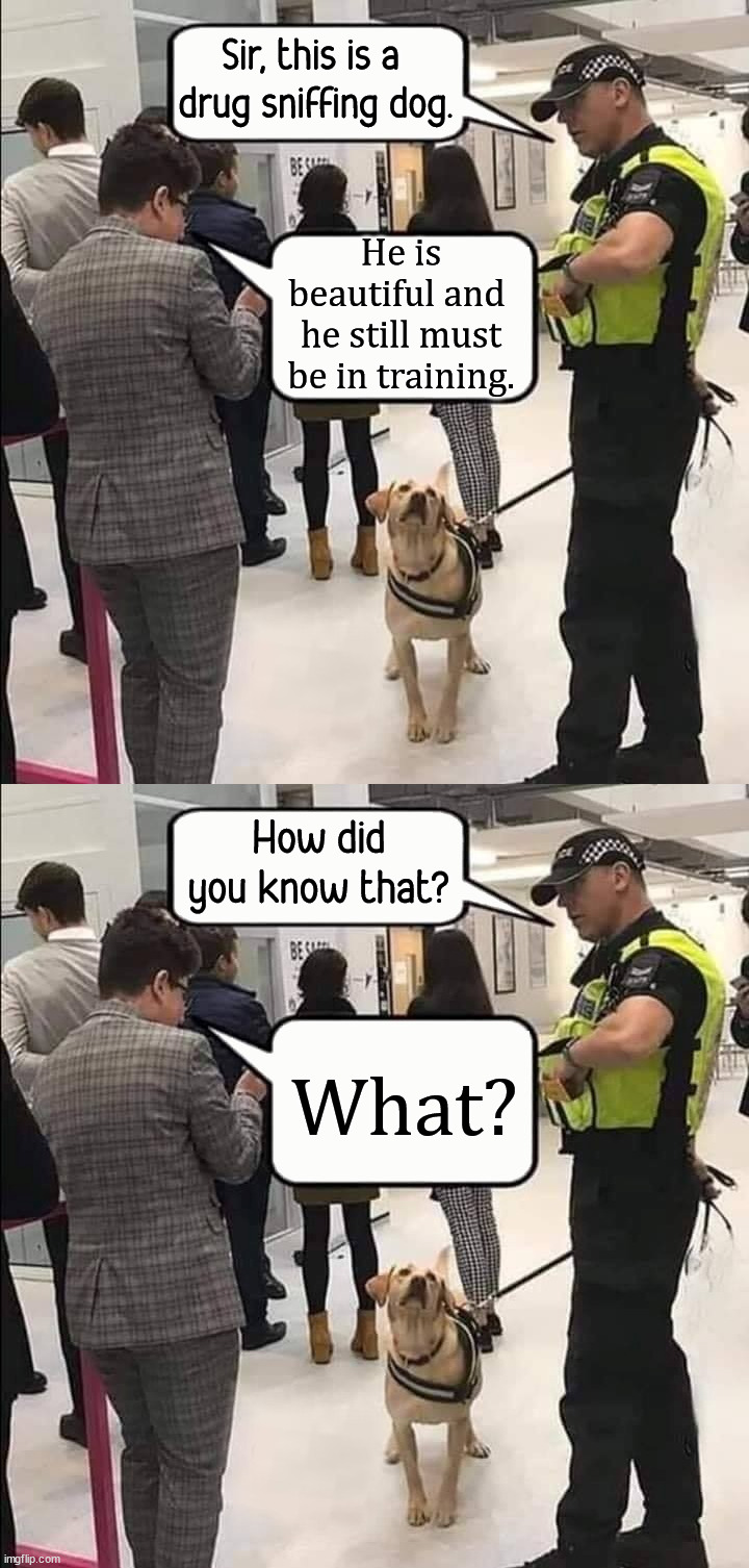 Never disclose anything to the police |  Sir, this is a 
drug sniffing dog. He is beautiful and 
he still must be in training. How did you know that? What? | image tagged in sir this is a drug dog,police officer,drugs | made w/ Imgflip meme maker