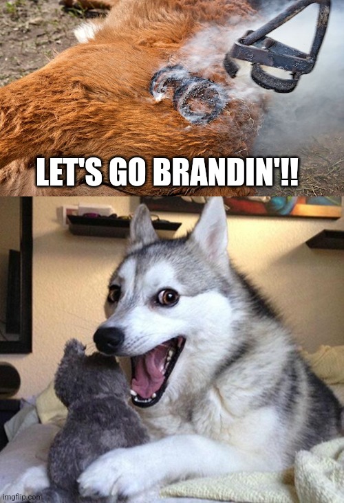 LET'S GO BRANDIN'!! | image tagged in memes,bad pun dog | made w/ Imgflip meme maker