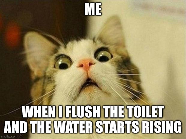 Scared Cat Meme | ME; WHEN I FLUSH THE TOILET AND THE WATER STARTS RISING | image tagged in memes,scared cat | made w/ Imgflip meme maker