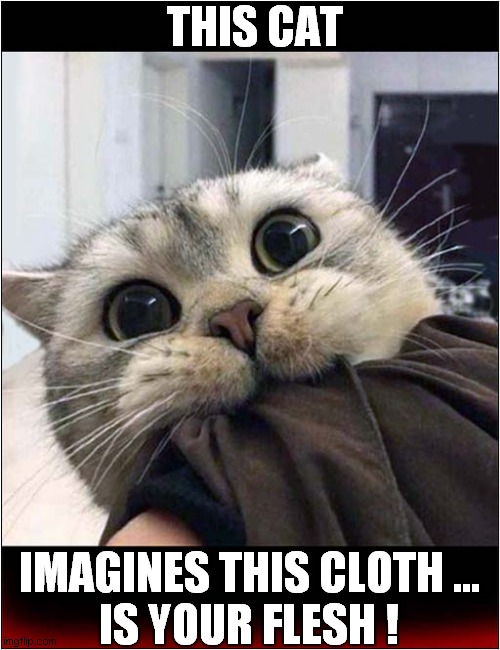 One Frustrated Cat | THIS CAT; IMAGINES THIS CLOTH ... 
IS YOUR FLESH ! | image tagged in cats,imagine,biting,flesh | made w/ Imgflip meme maker