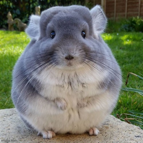 Come through Chinchilla | image tagged in come through chinchilla | made w/ Imgflip meme maker