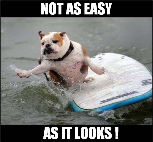 Doggy Surfing ! | NOT AS EASY; AS IT LOOKS ! | image tagged in dogs,surfing,difficult | made w/ Imgflip meme maker