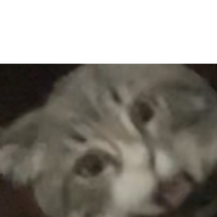High Quality Surprised Mano the cat Blank Meme Template