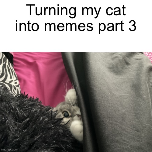 What should I do next | Turning my cat into memes part 3 | image tagged in mano the cat | made w/ Imgflip meme maker