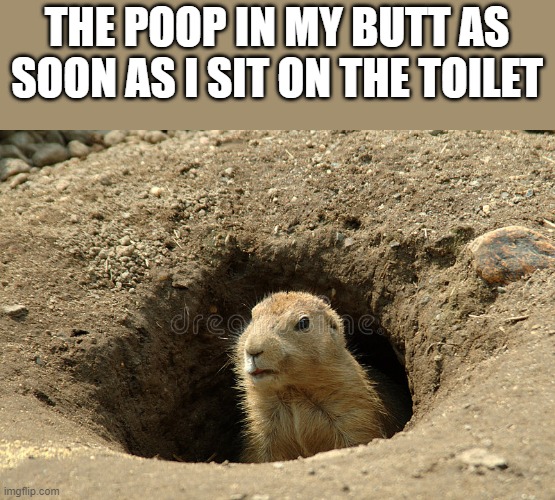 The Poop In My Butt As Soon As I Sit On The Toilet | THE POOP IN MY BUTT AS SOON AS I SIT ON THE TOILET | image tagged in poop,pooping,butt,toilet,funny,memes | made w/ Imgflip meme maker