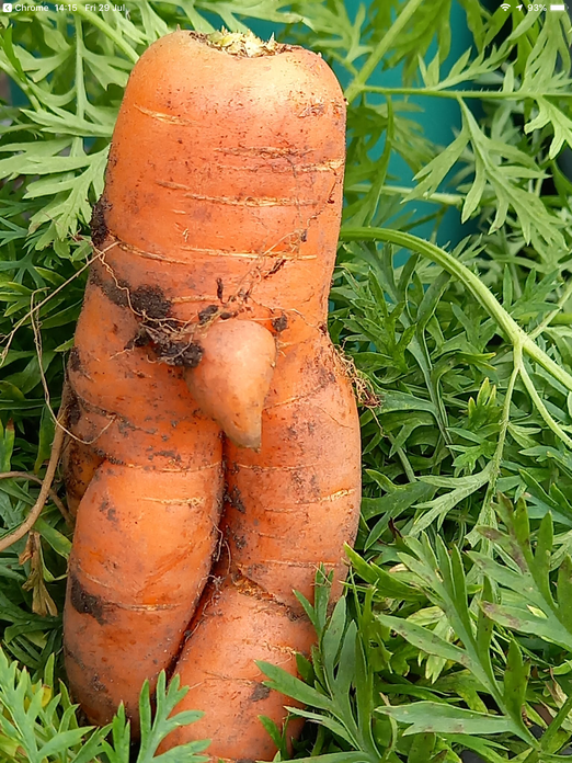 Wonky Carrot Blank Meme Template