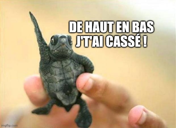disco turtle | DE HAUT EN BAS
J'T'AI CASSÉ ! | image tagged in disco turtle | made w/ Imgflip meme maker
