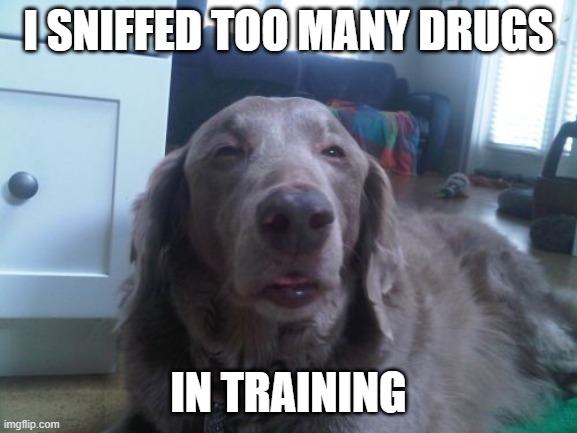 High Dog Meme | I SNIFFED TOO MANY DRUGS IN TRAINING | image tagged in memes,high dog | made w/ Imgflip meme maker