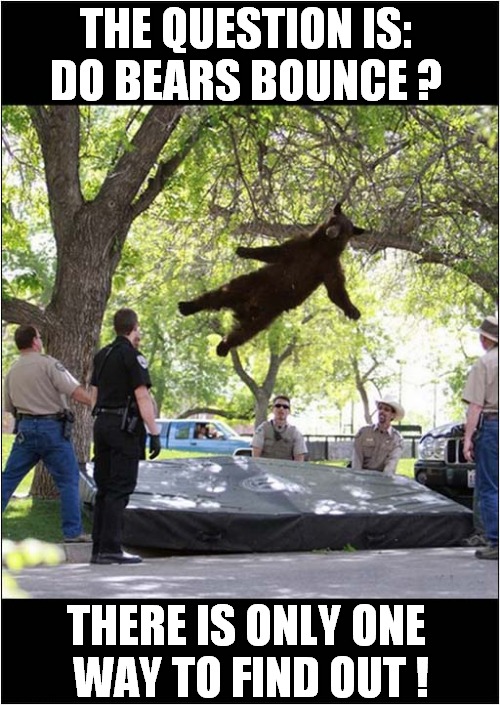 Weird Animal Experiment ! | THE QUESTION IS:
DO BEARS BOUNCE ? THERE IS ONLY ONE 
WAY TO FIND OUT ! | image tagged in fun,bears,bounce,experiment | made w/ Imgflip meme maker