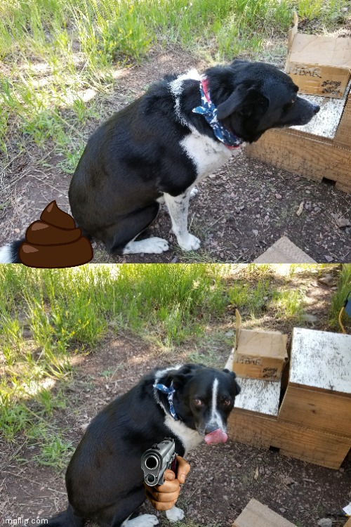 My dog be like | image tagged in bad pun dog | made w/ Imgflip meme maker