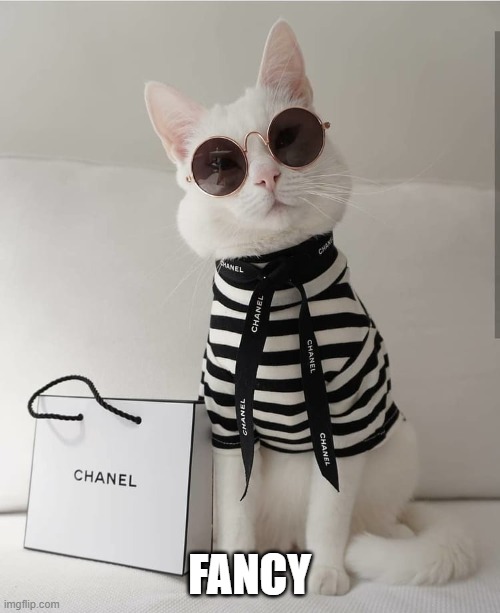 FASHION KITTY | FANCY | image tagged in fashion kitty | made w/ Imgflip meme maker
