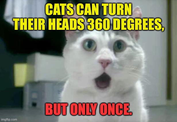 Omg cat | CATS CAN TURN THEIR HEADS 360 DEGREES, BUT ONLY ONCE. | image tagged in memes,omg cat,cats can,turn head 360 degrees,only once | made w/ Imgflip meme maker