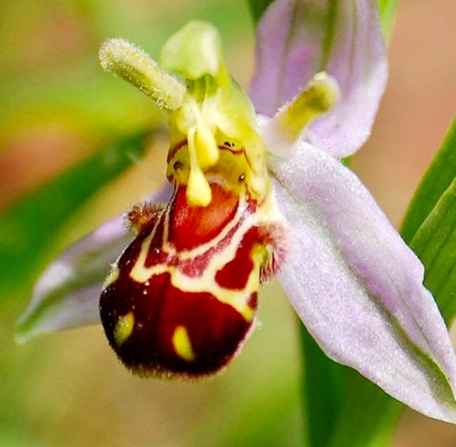 Bee Horn Eyebrow Orchid | image tagged in awesome,pics,photography | made w/ Imgflip meme maker