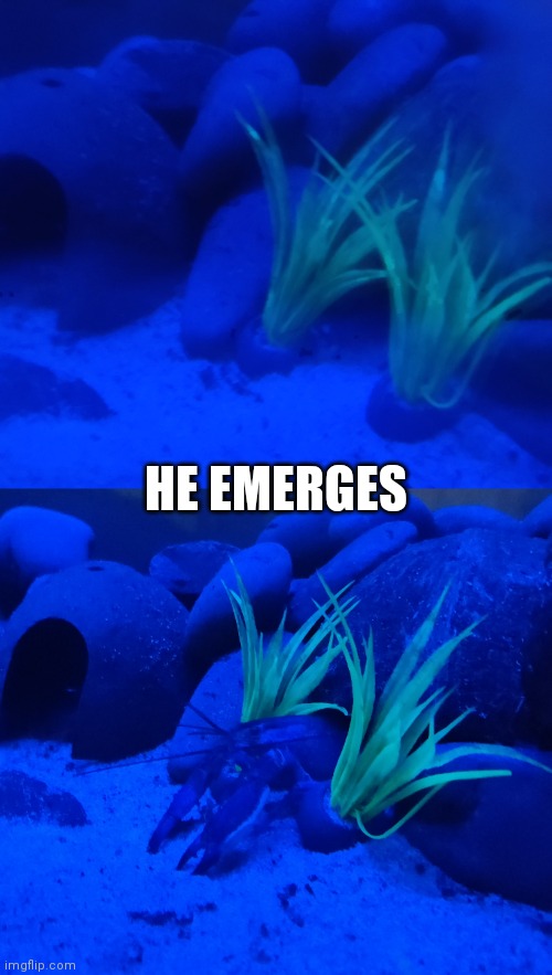 HE EMERGES | made w/ Imgflip meme maker