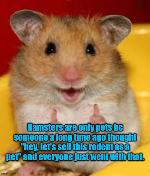 It's true | Hamsters are only pets bc someone a long time ago thought "hey, let's sell this rodent as a pet" and everyone just went with that. | image tagged in thumbs up hamster | made w/ Imgflip meme maker