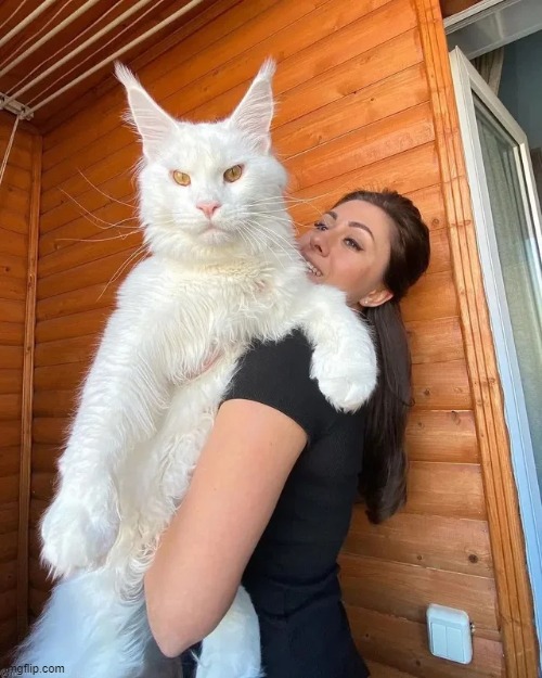 One of the largest cats in the world! | image tagged in memes | made w/ Imgflip meme maker