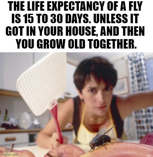 Life Facts | THE LIFE EXPECTANCY OF A FLY 
IS 15 TO 30 DAYS. UNLESS IT 
GOT IN YOUR HOUSE, AND THEN 
YOU GROW OLD TOGETHER. | image tagged in flies,funny memes,humor,jokes,comedy,facts | made w/ Imgflip meme maker